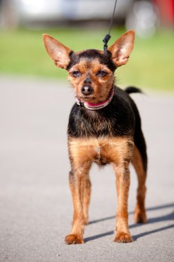 küçük karışık doğurmak köpek