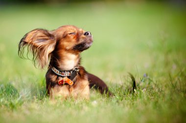 küçük köpek Rus oyuncak güneşin tadını