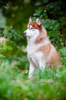 kahverengi Sibirya husky portre açık havada
