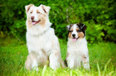 Avustralya çoban köpeği köpek yavrusu