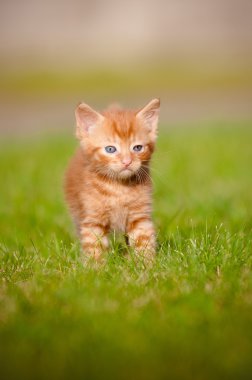 açık havada meowing kırmızı tabby yavru kedi