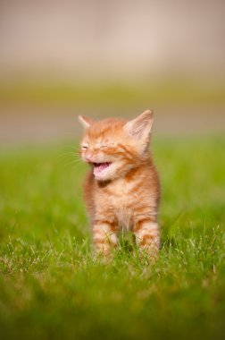 açık havada meowing kırmızı tabby yavru kedi