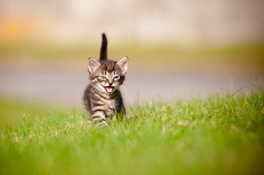 tabby kitten buitenshuis portretTabby yavru kedi açık havada dikey