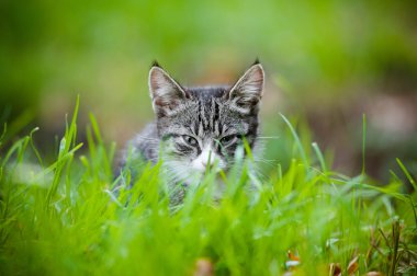 Tabby yavru kedi açık havada