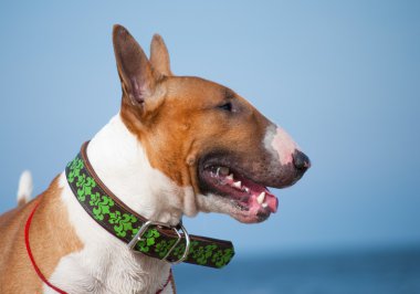 Kırmızı İngiliz bull terrier