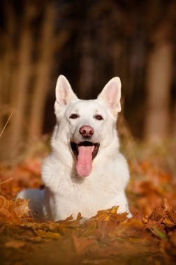 sonbahar yaprakları beyaz çoban köpeğinin portresi