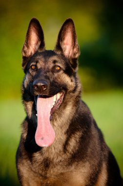 Alman çoban köpeği çimenlerde yatıyor.