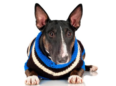 siyah boğa korkunç köpek giyim