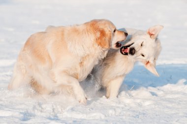 Karda oynayan iki golden retriever köpek