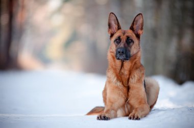 Alman çoban köpeği karda dinlenme
