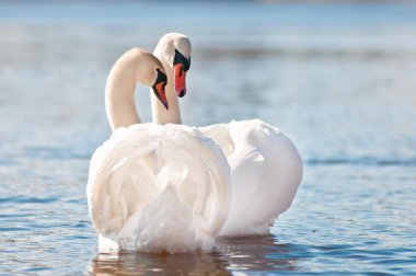 kuğular su üzerinde birlikte bir kaç