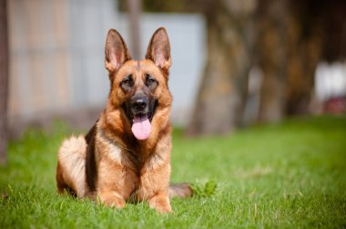 Alman çoban köpeği çimenlerde yatıyor.