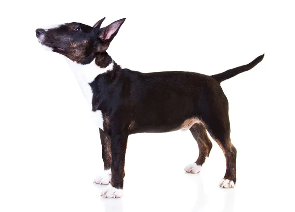 Siyah boğa korkunç köpek yavrusu — Stok fotoğraf