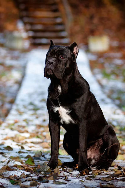 Cane corso cão retrato ao ar livre — Fotografia de Stock