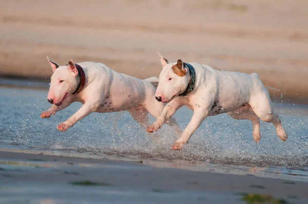 Bull terrier dogs jumping in the water — Stock Photo, Image