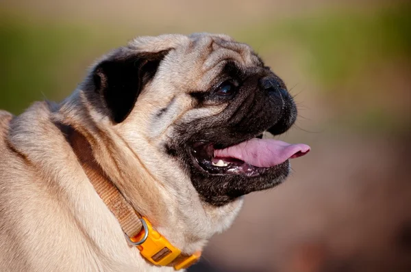 Pug portre — Stok fotoğraf