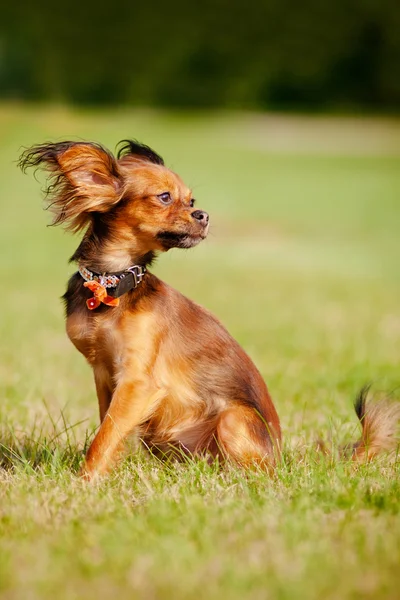 Retrato de cão vermelho minúsculo em uma coleira chique — Fotografia de Stock