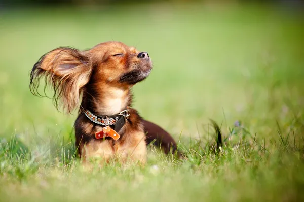 Small dog russian toy enjoying the sun — Stock Photo, Image