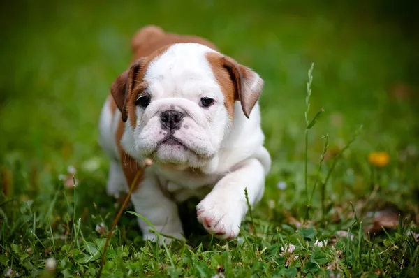 Inglês Bulldog Filhote de cachorro andando — Fotografia de Stock