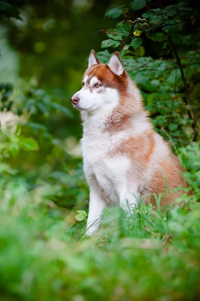Portrait husky sibérien brun à l'extérieur — Photo