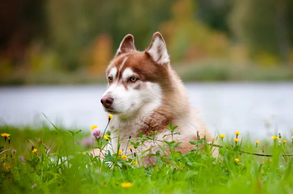 Brown siberian husky portrait outdoors — Stock Photo, Image
