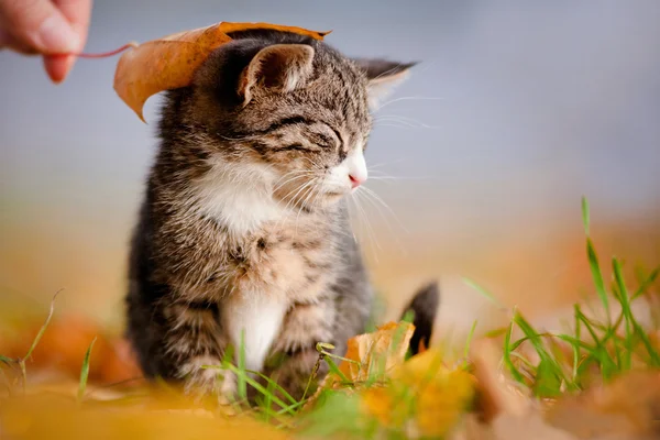 Tabby gatinho ao ar livre sob uma folha de outono — Fotografia de Stock