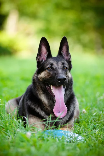 Duitse herder hond liggend in het gras — Stockfoto