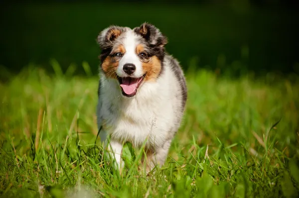 Australian shepherd dog puppy — Stock Photo, Image