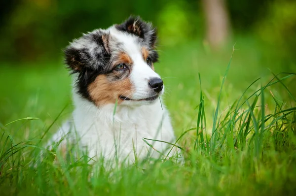 Australian shepherd dog puppy portrait — Stock Photo, Image