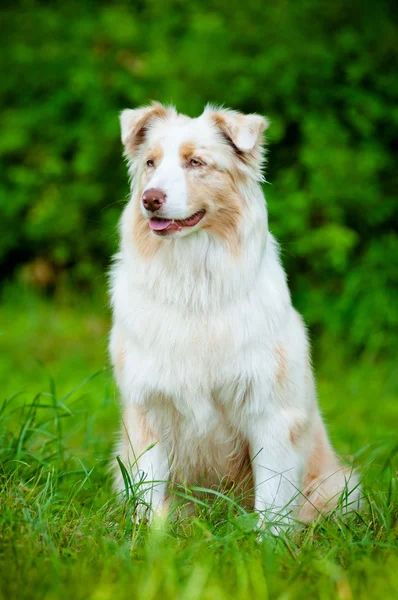 Avustralya çoban köpeği köpek yavrusu — Stok fotoğraf