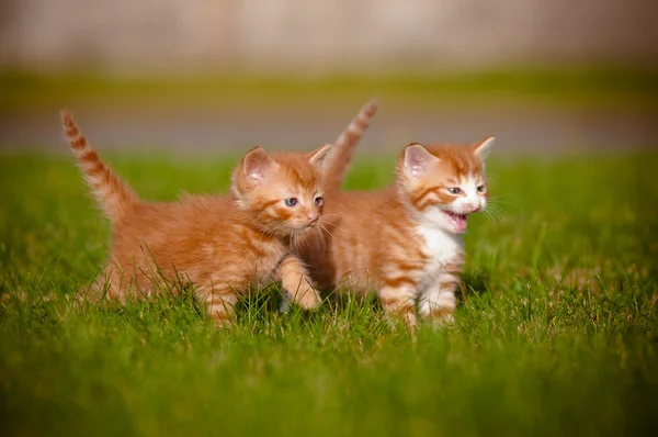 Two red tabby kitten outdoors meowing