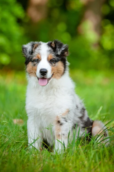 オーストラリアン シェパードの犬の子犬の肖像画 — ストック写真