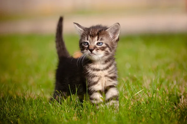 Tabby котенок на открытом воздухе — стоковое фото