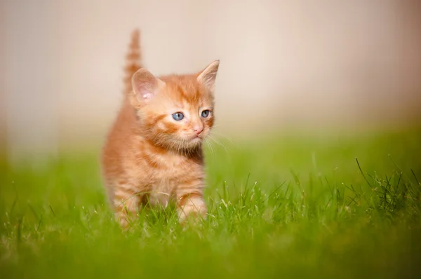 Röd tabby kattunge utomhus meowing — Stockfoto