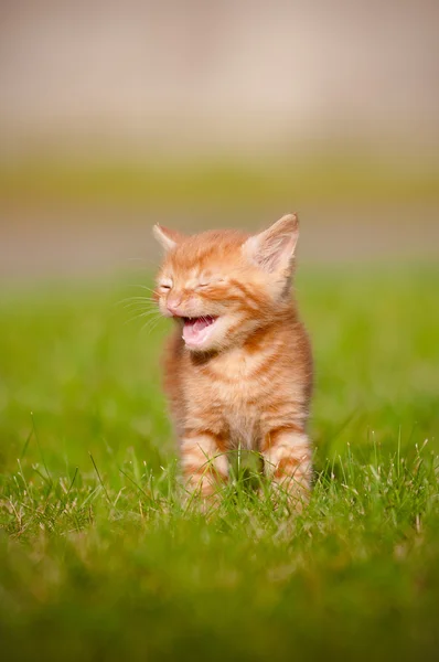 야외에서 야 옹 하는 빨간 줄무늬 고양이 — 스톡 사진