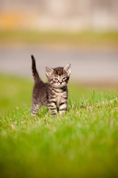 Tabby kitten outdoors portrait — Stock Photo, Image