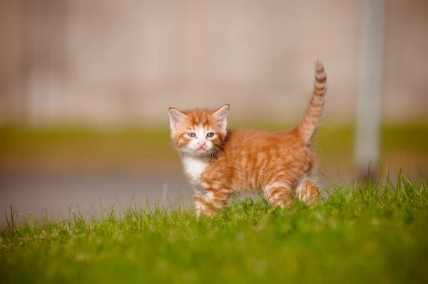 Tabby kitten outdoors portrait — Stock Photo, Image