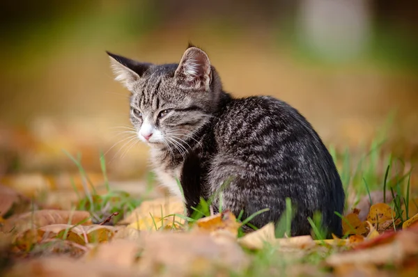 Tabby Kätzchen im Freien Porträt — Stockfoto