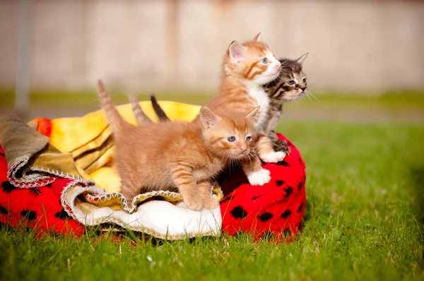 Skräp av tabby kattungarna utomhus — Stockfoto
