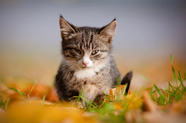 Tabby kitten outdoors portrait — Stock Photo, Image