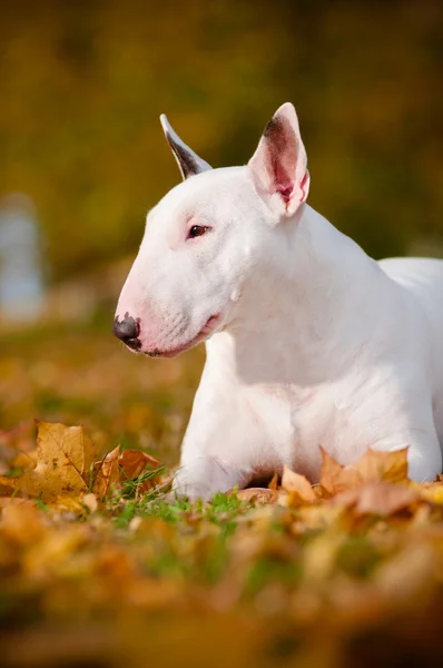 Bianco toro terrier cane — Foto Stock