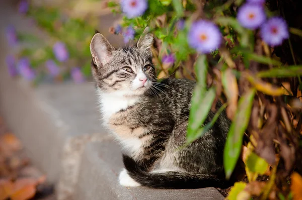 Tabby kitten outdoors portrait — Stock Photo, Image