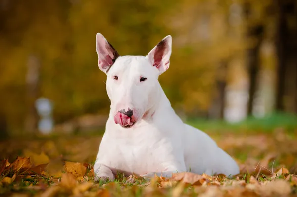 Weißer Bullterrier Hund — Stockfoto