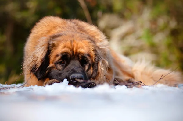 Leonberger Hundeporträt im Freien — Stockfoto