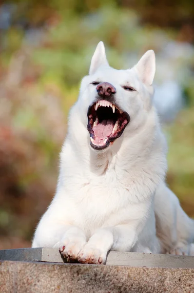 Perro pastor blanco bostezo —  Fotos de Stock