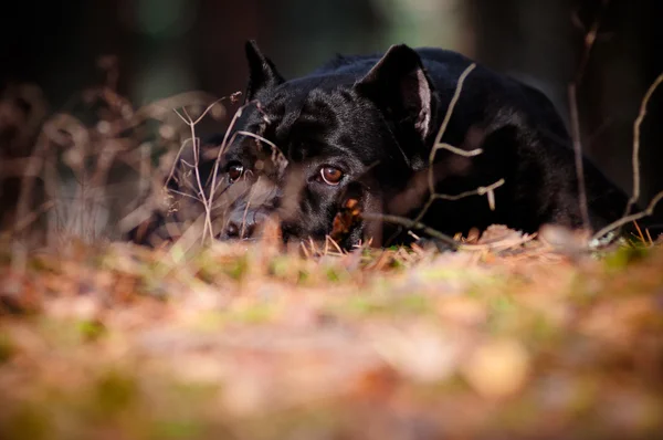 Canna corso cane ritratto all'aperto — Foto Stock