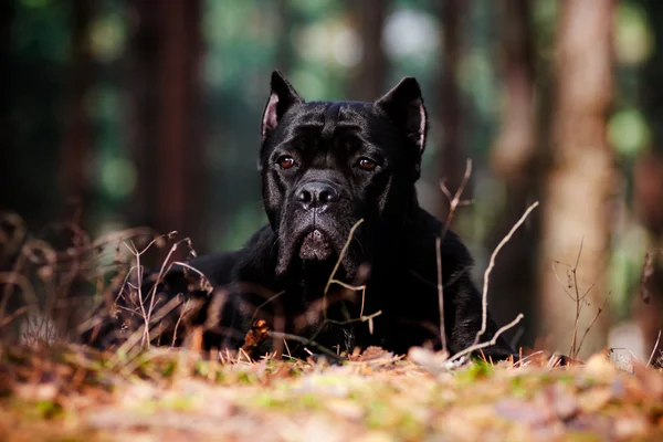 Cane corso pes portrét venku — Stock fotografie