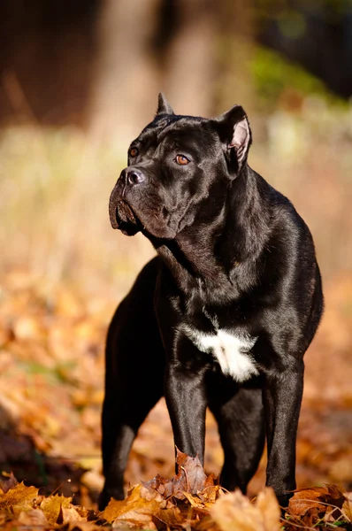 Cane corso pes portrét venku — Stock fotografie