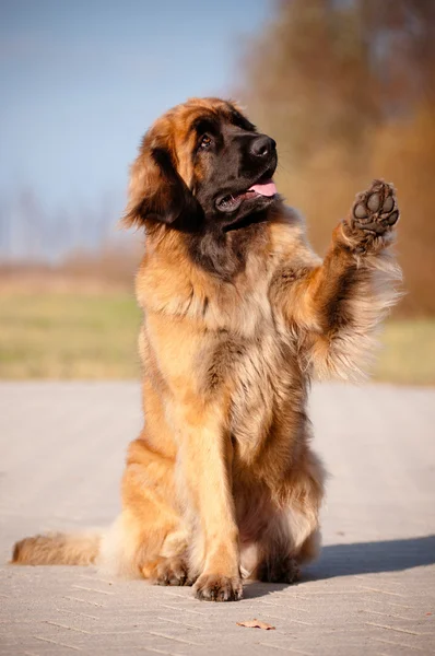 Enorme cão dando pata — Fotografia de Stock