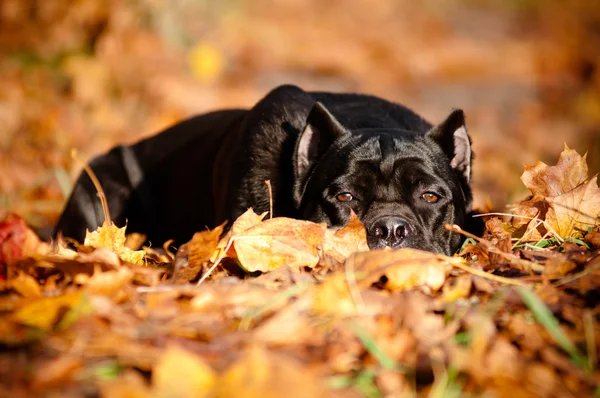 Cane corso cão retrato ao ar livre — Fotografia de Stock